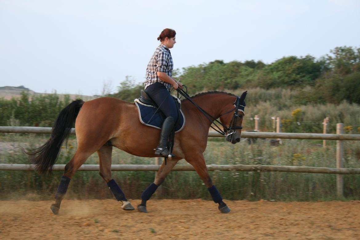 Knabstrupper Nørrebøgegaardens Macon SOLGT billede 7