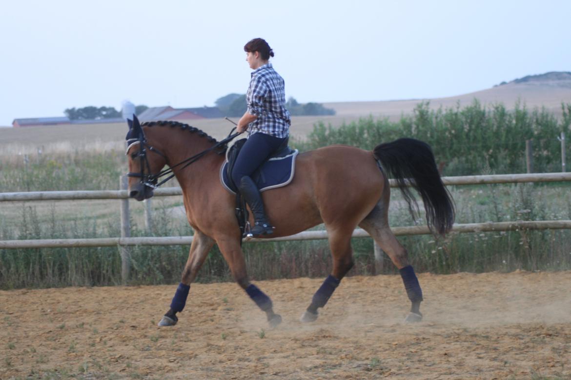 Knabstrupper Nørrebøgegaardens Macon SOLGT billede 5