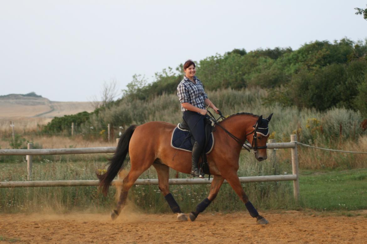 Knabstrupper Nørrebøgegaardens Macon SOLGT billede 4