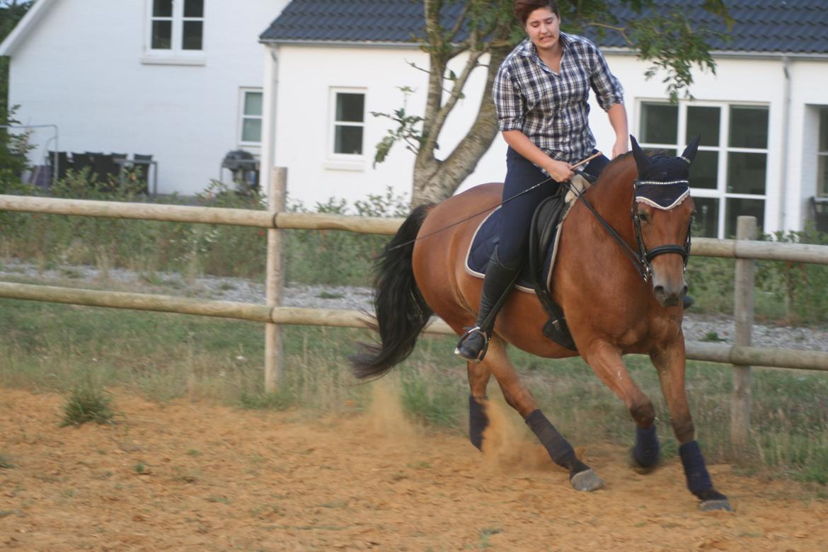 Knabstrupper Nørrebøgegaardens Macon SOLGT billede 15