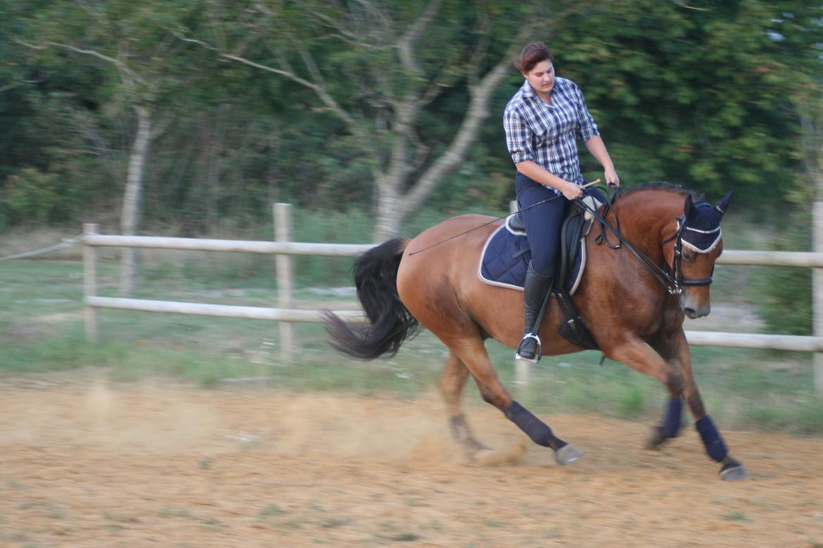 Knabstrupper Nørrebøgegaardens Macon SOLGT billede 23