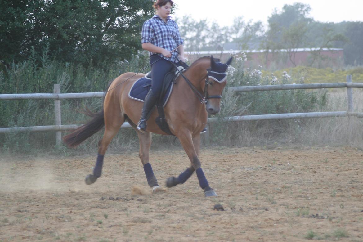 Knabstrupper Nørrebøgegaardens Macon SOLGT billede 10