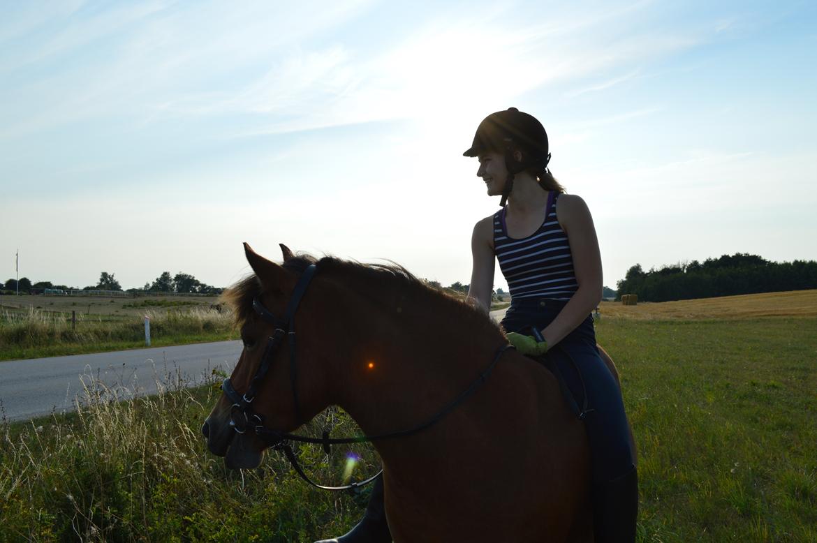 Anden særlig race Waliska billede 4