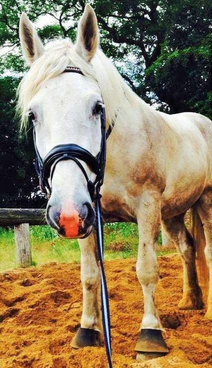 Boulonnais Affaire du tilleul (SOLGT) - Velkommen til Affaire´s profil  billede 1