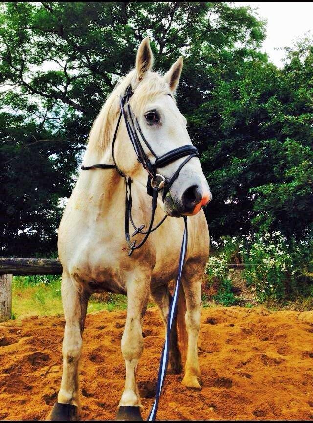 Boulonnais Affaire du tilleul (SOLGT) - longering  billede 2