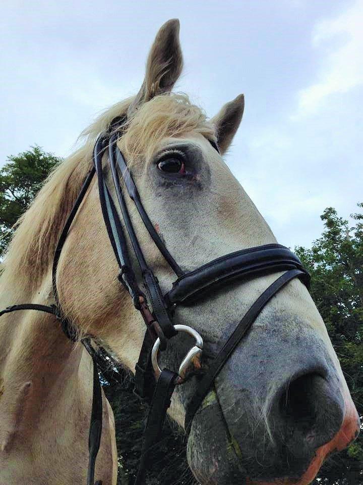 Boulonnais Affaire du tilleul (SOLGT) - longering billede 3