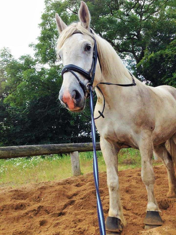 Boulonnais Affaire du tilleul (SOLGT) - longering  billede 4