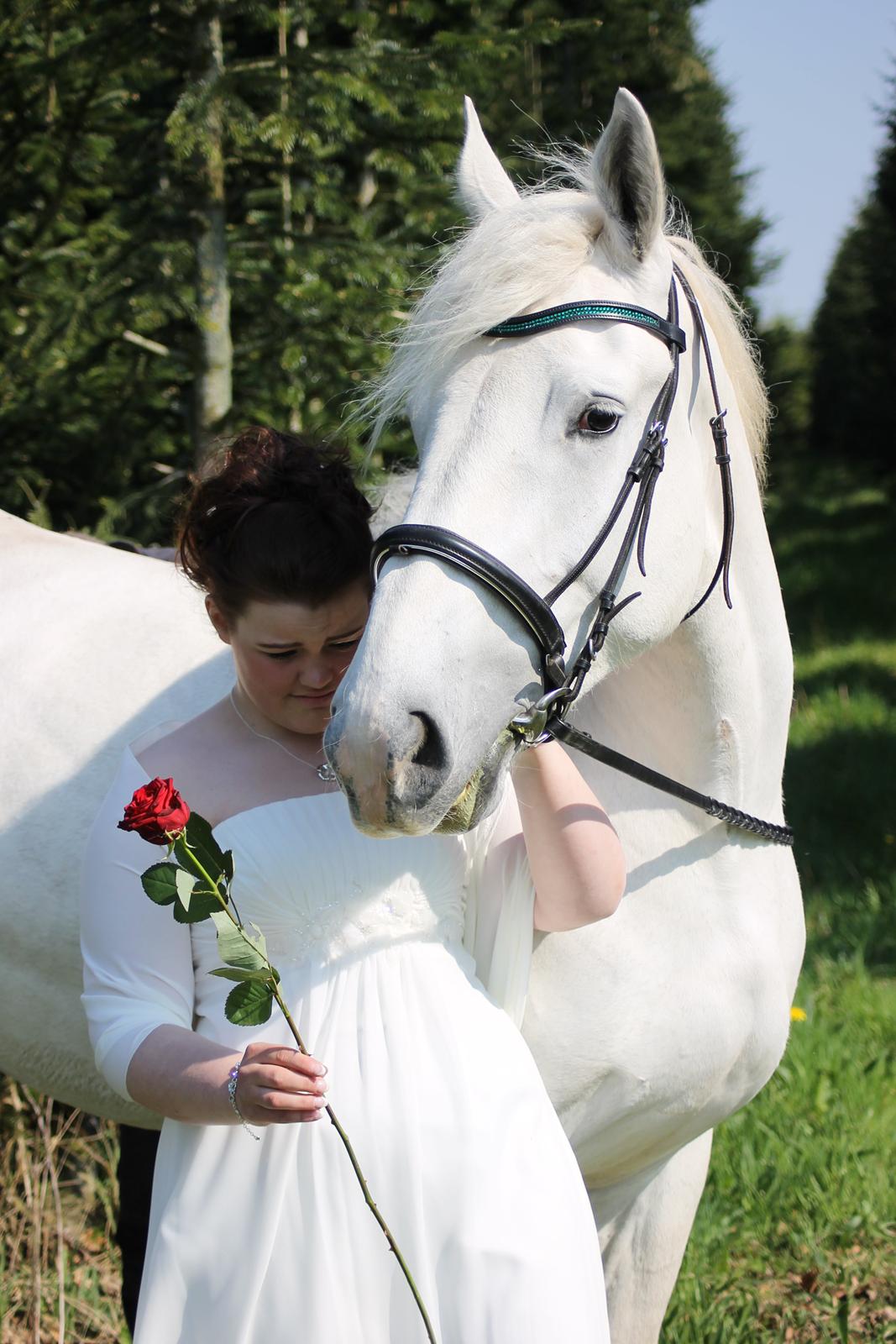 Boulonnais Affaire du tilleul (SOLGT) - hun skubber til mig der  billede 6