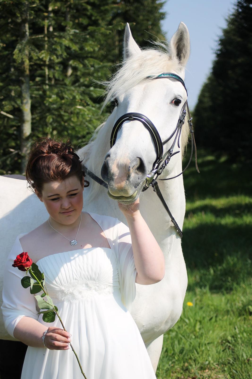 Boulonnais Affaire du tilleul (SOLGT) - nu gider hun ikke mere  billede 7
