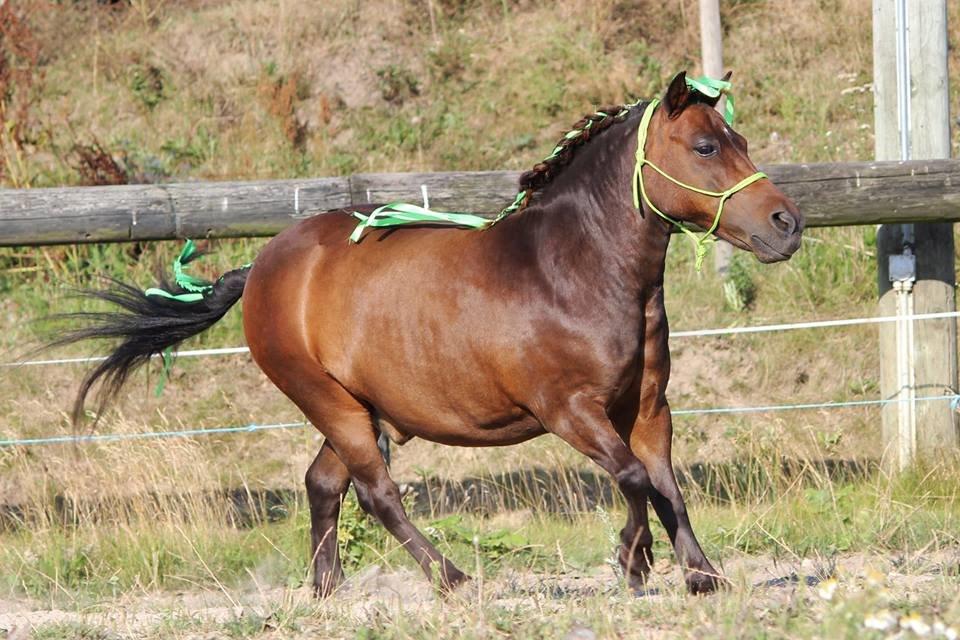 Shetlænder Sofus billede 6