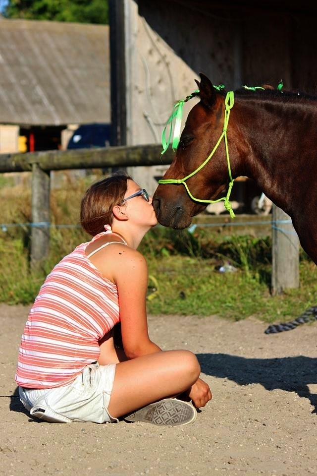 Shetlænder Sofus billede 25