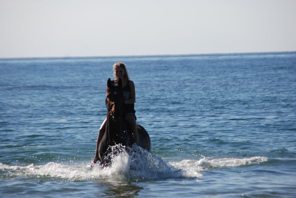 Dansk Varmblod Mayol billede 10