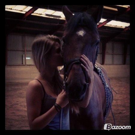 Dansk Varmblod Mayol billede 16