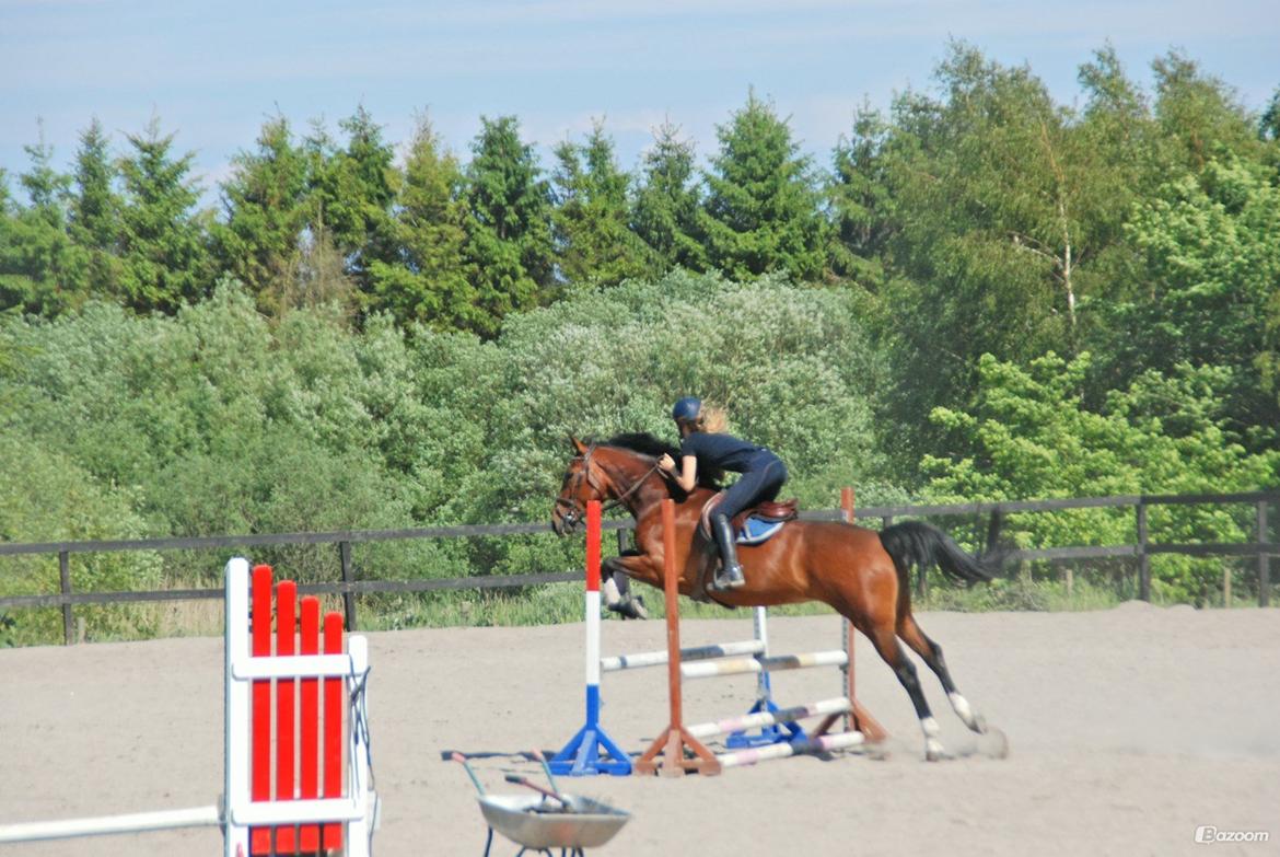 Dansk Varmblod Mayol billede 7