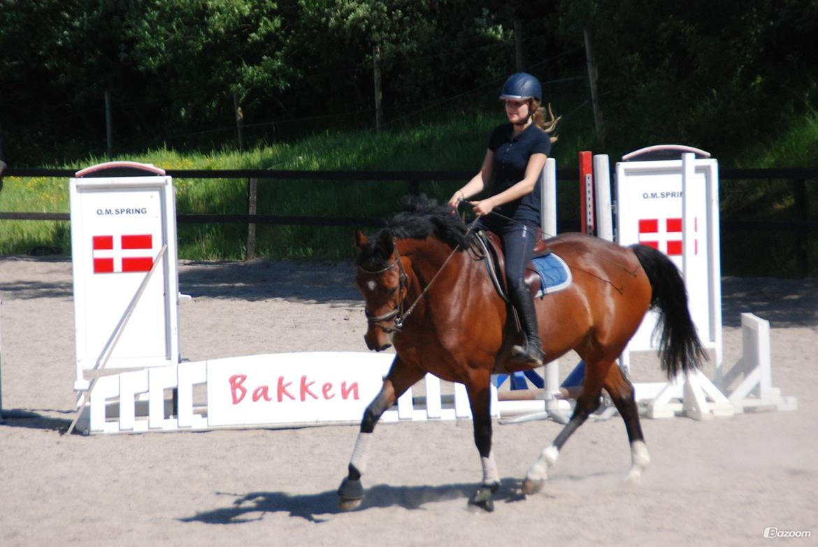 Dansk Varmblod Mayol billede 19