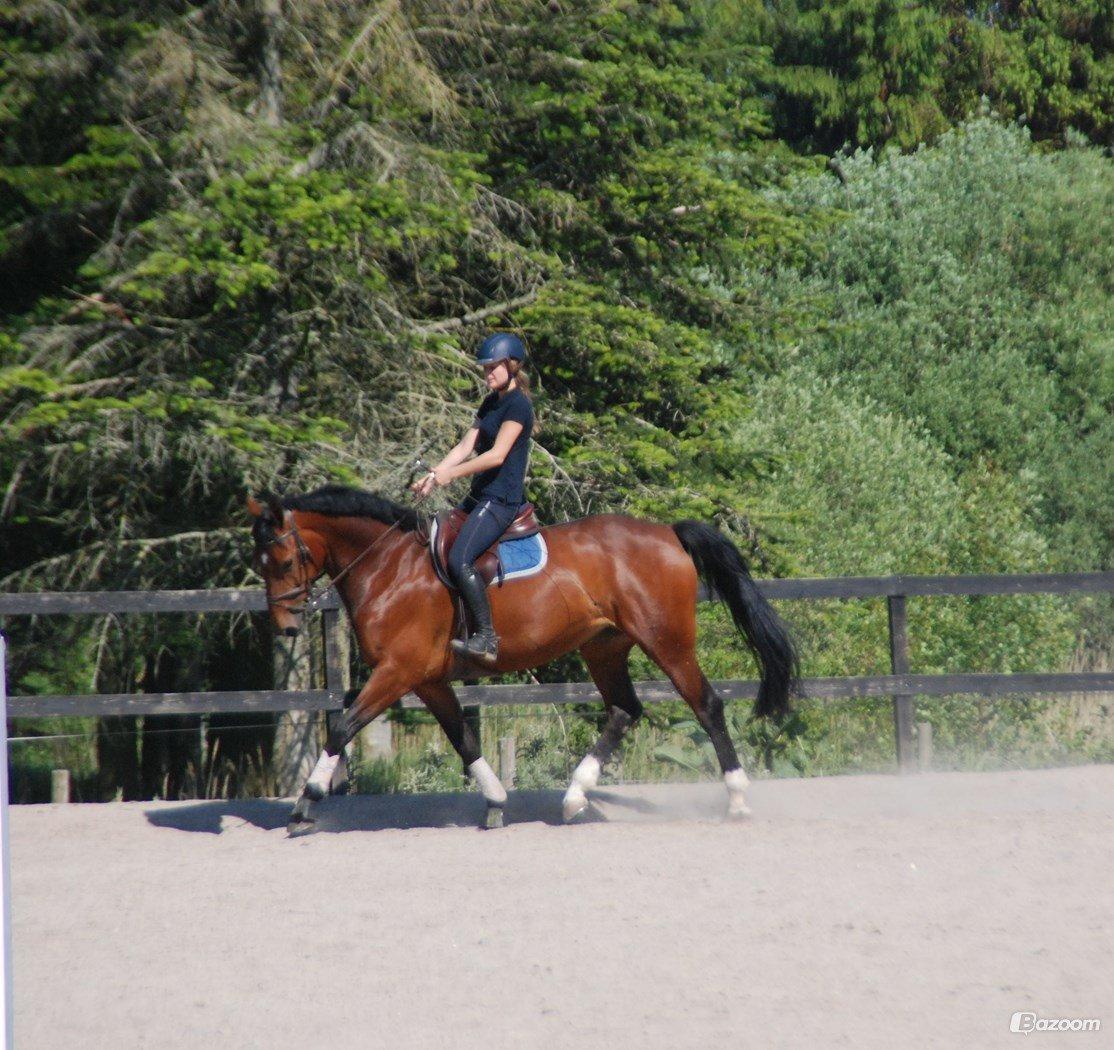 Dansk Varmblod Mayol billede 6