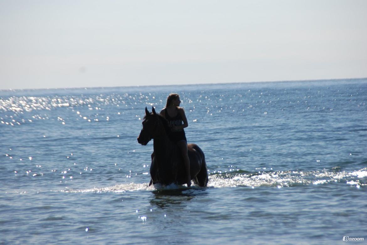 Dansk Varmblod Mayol billede 9