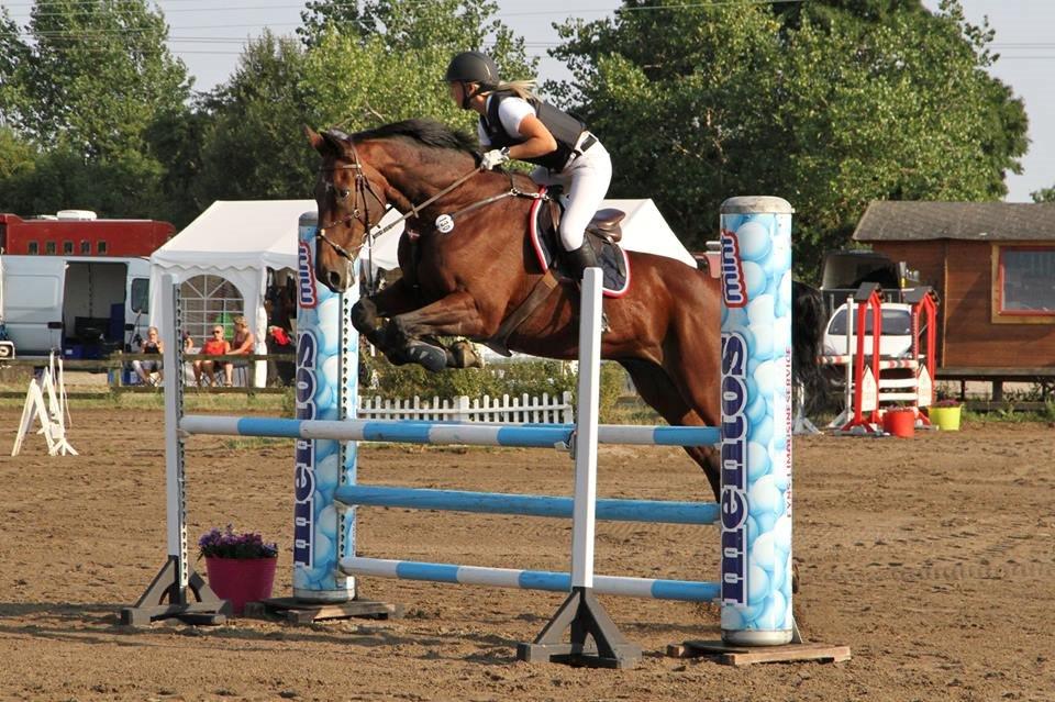 Dansk Varmblod FIGHTER - LB* på Fredmarksgaard. 10. plads ud af 40 startere billede 1