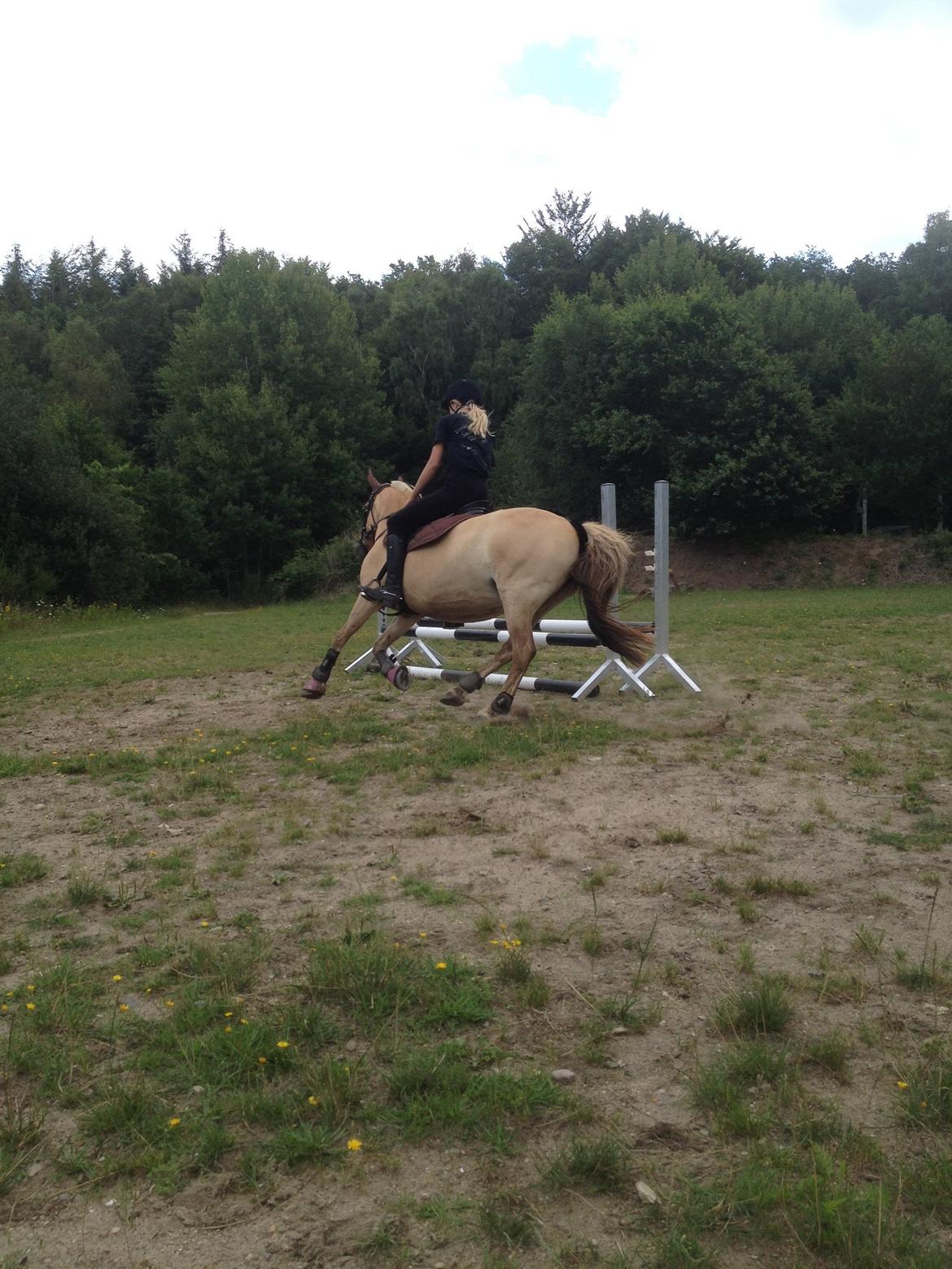 Anden særlig race Daisy (Østerlund's Rumkugle) billede 14