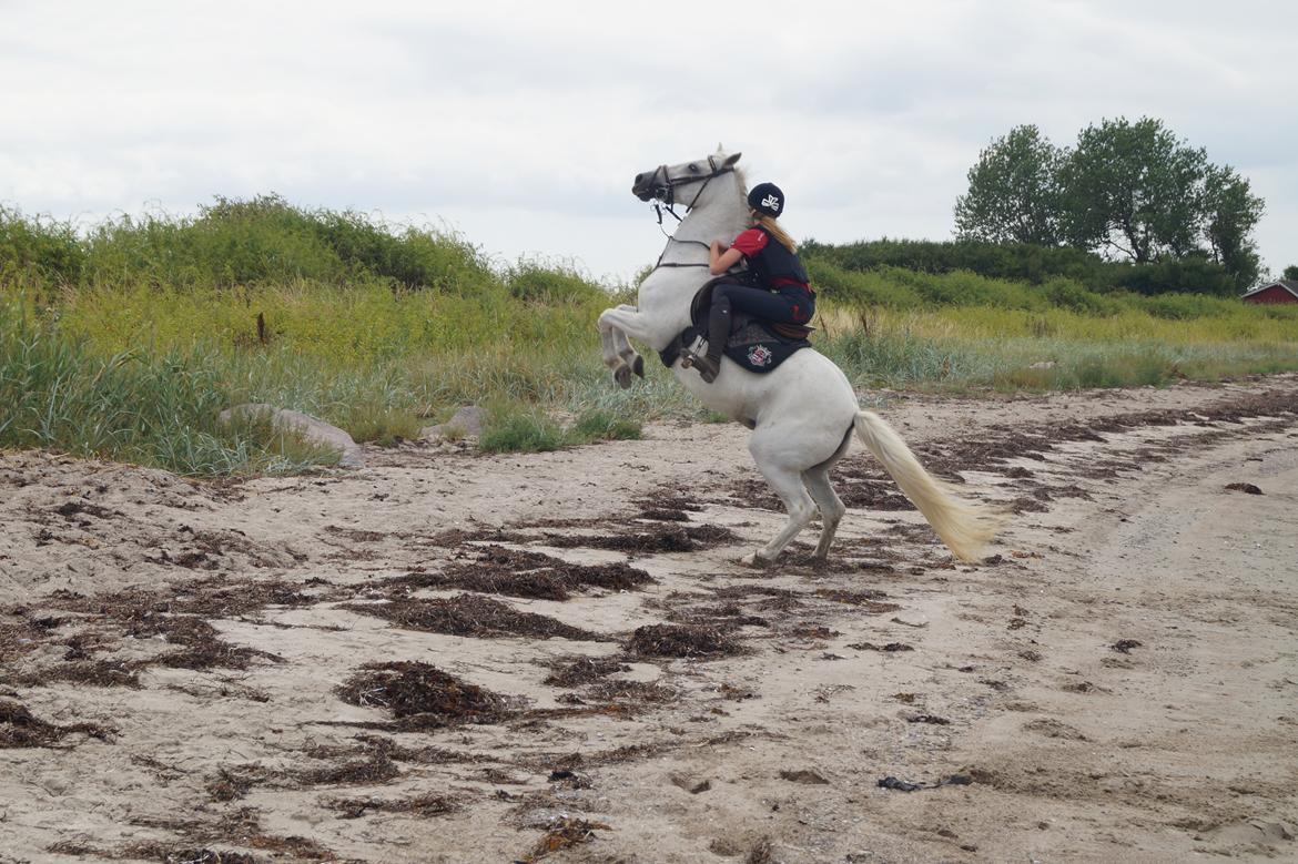 Anden særlig race Maicha - Sommer 2014 billede 9
