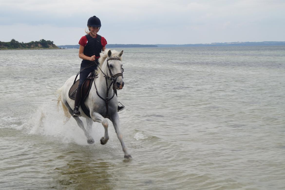 Anden særlig race Maicha billede 2