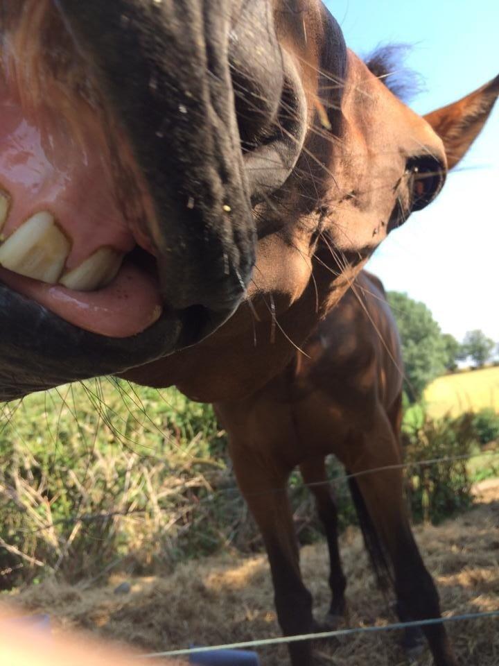 Traver Only Epice billede 10