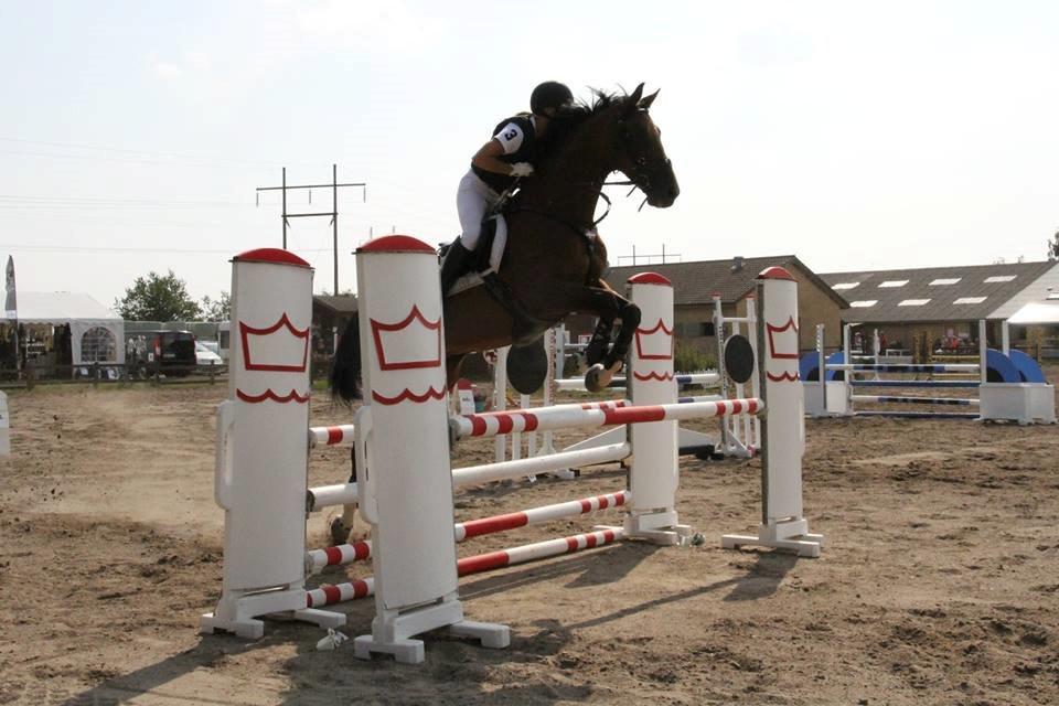 Dansk Varmblod CAMMELOT - U-LC på Fredemarksgaard. billede 29