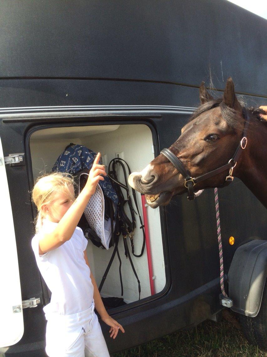 Anden særlig race Calypso billede 24