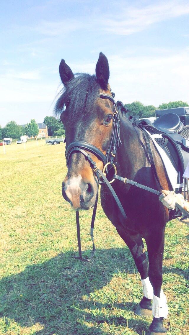 Anden særlig race Calypso billede 25