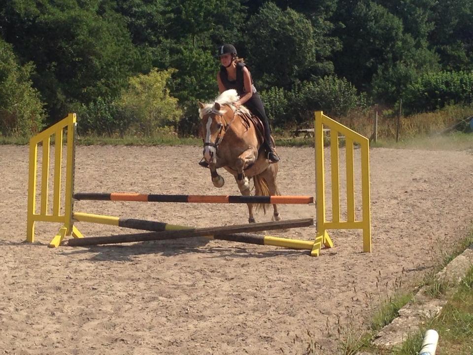 Haflinger Katja - (Min stjerne) <3 billede 1