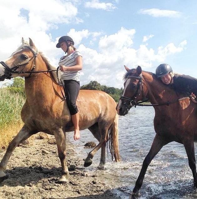 Haflinger Katja - (Min stjerne) <3 - Dem der aldrig svigter <3 billede 2