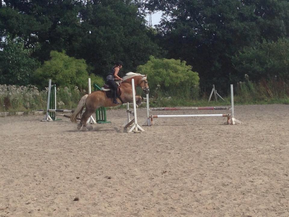 Haflinger Katja - (Min stjerne) <3 - <3 <3 <3 billede 6