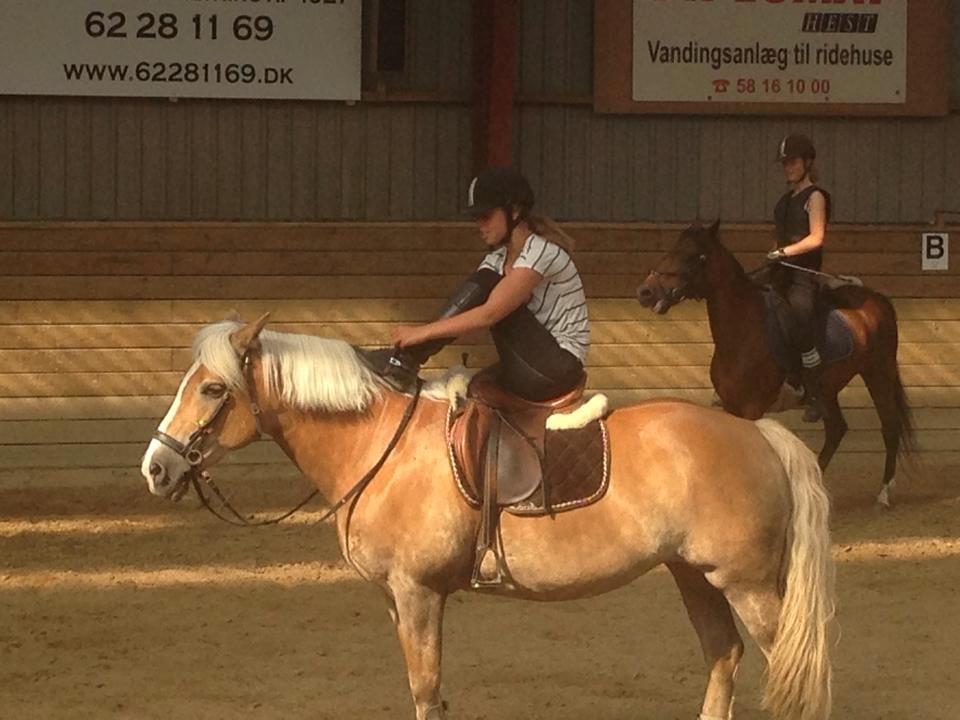 Haflinger Katja - (Min stjerne) <3 - Ja.. billede 7