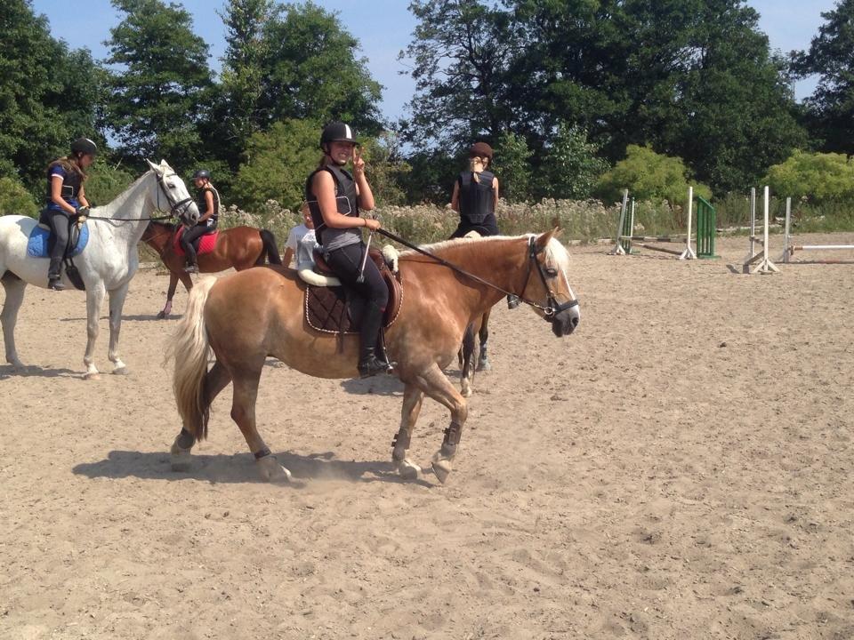 Haflinger Katja - (Min stjerne) <3 - Vaaaaaaarmt til spring! billede 8