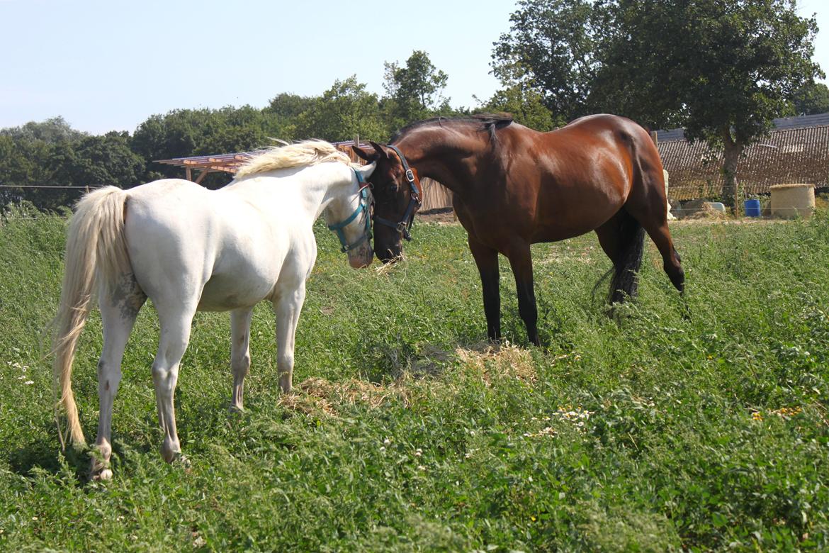 Traver Borlis Alf - Borlis møder Plys for første gang.❤ billede 5