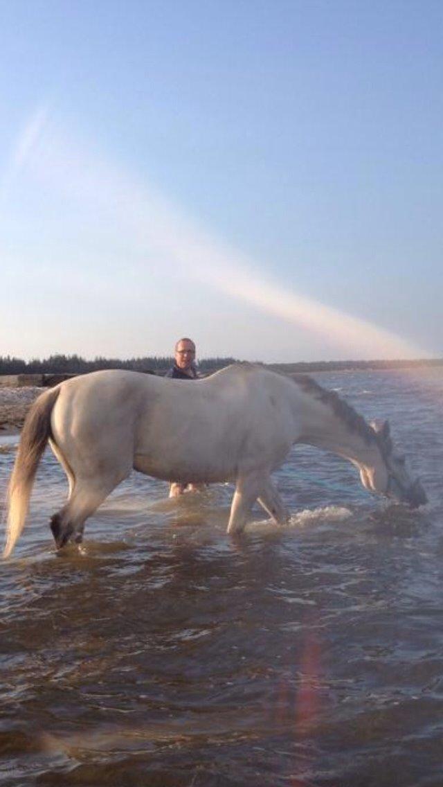 Dansk Varmblod catano billede 12