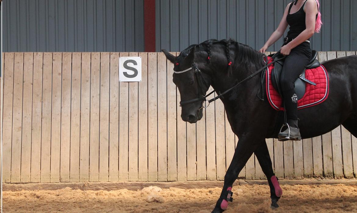 Anden særlig race Black beauty (BB) billede 1