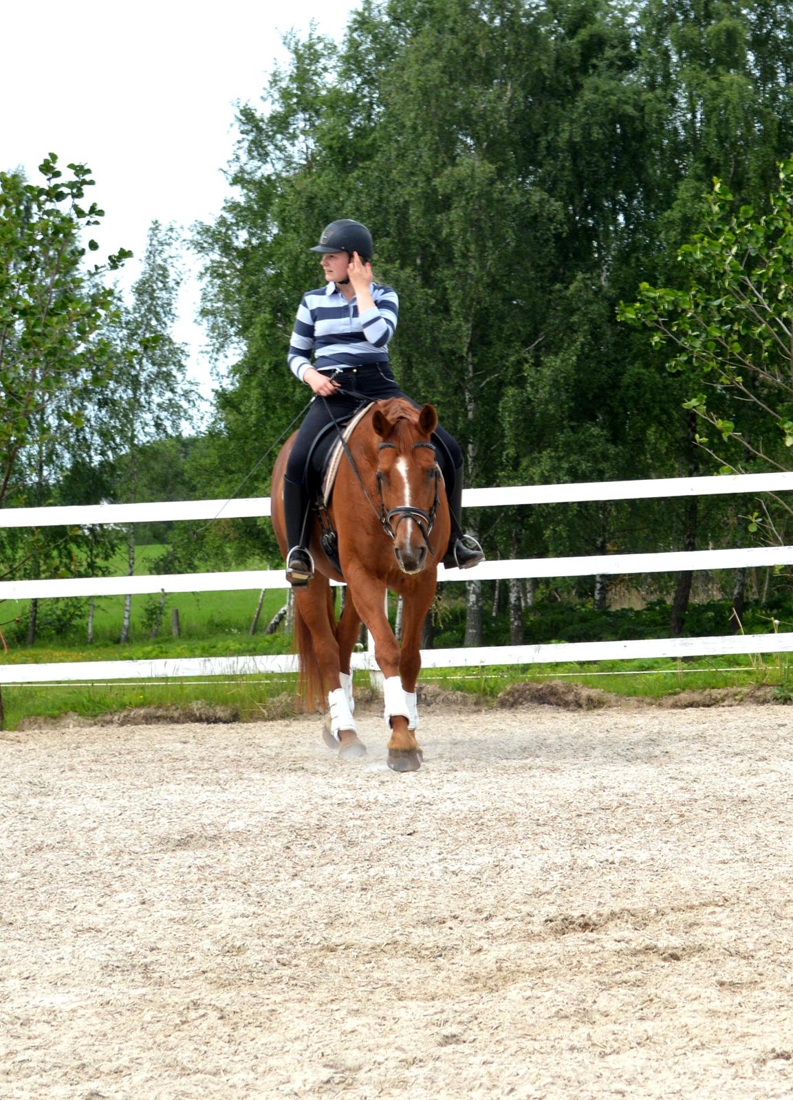 Dansk Varmblod Askemosens Marsia - 20. musse er træt <3  billede 20