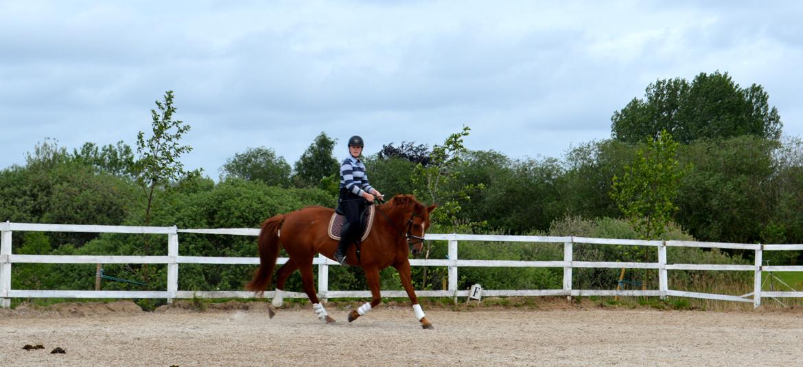 Dansk Varmblod Askemosens Marsia - 19. <3 dressurtræning - går da fremad! billede 18