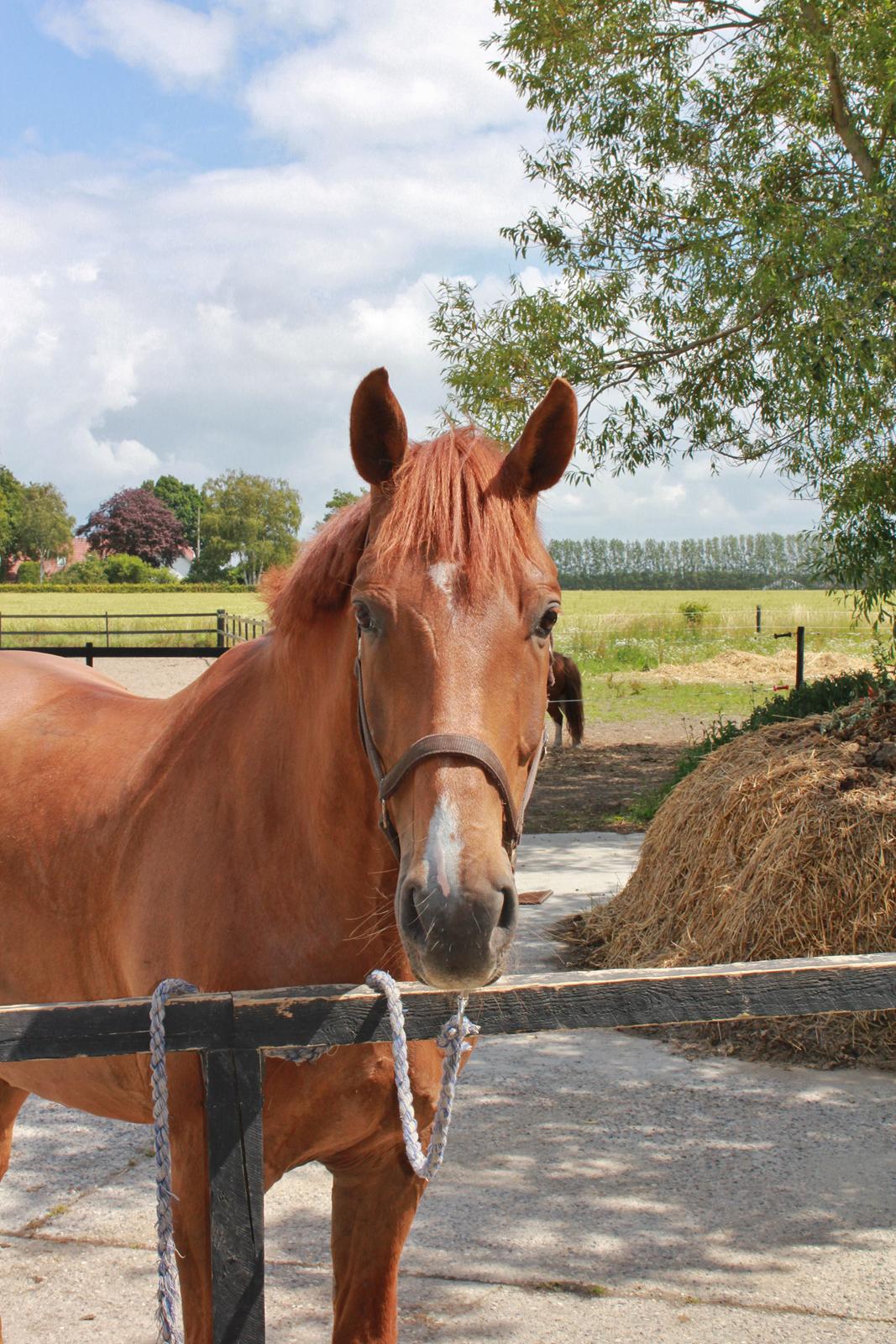 Dansk Varmblod Revaldo D.  billede 39