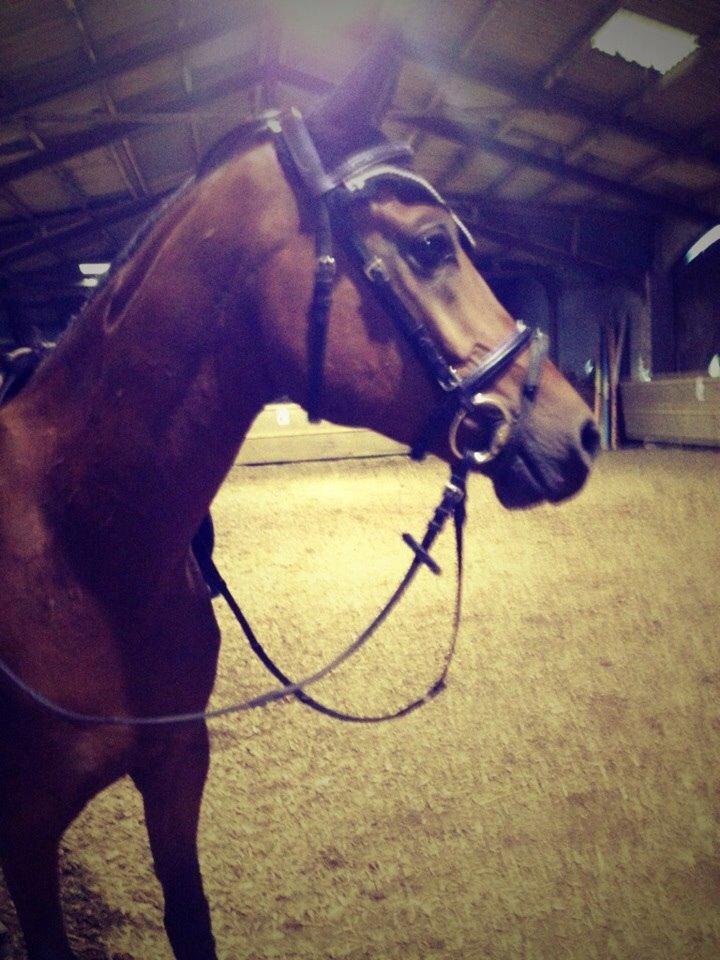 DSP Klintens earl (sendt hjem) billede 18