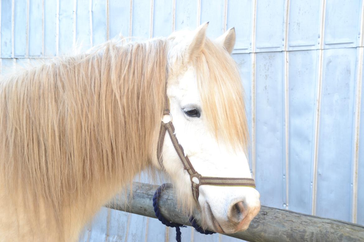 Tinker Ulvebakgaards Tango billede 3