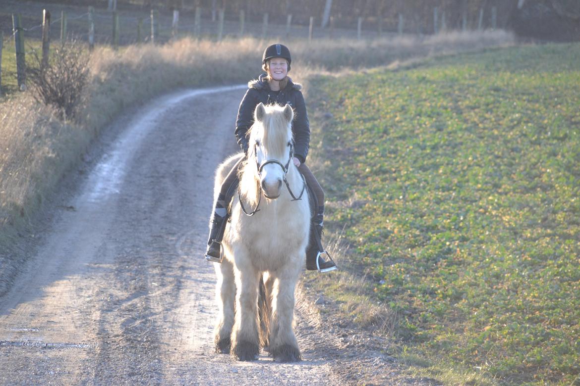 Tinker Ulvebakgaards Tango billede 7