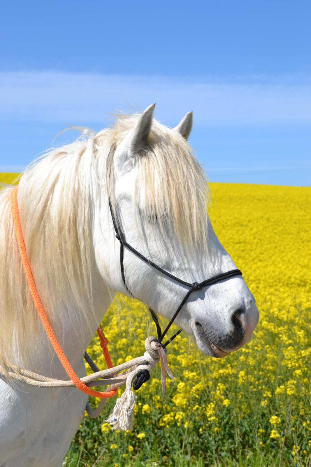 Tinker Ulvebakgaards Tango billede 13