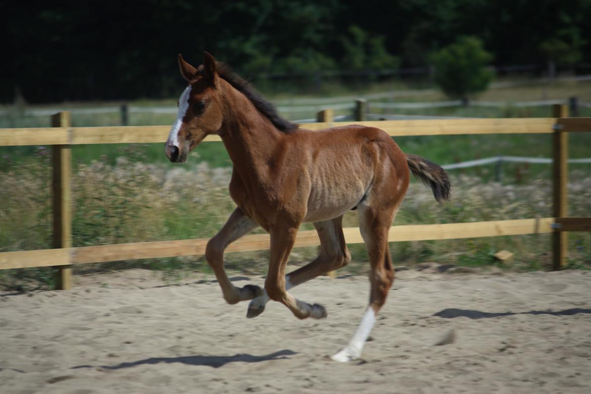 Traver Confetti Chase - 2 måneder gammel billede 3