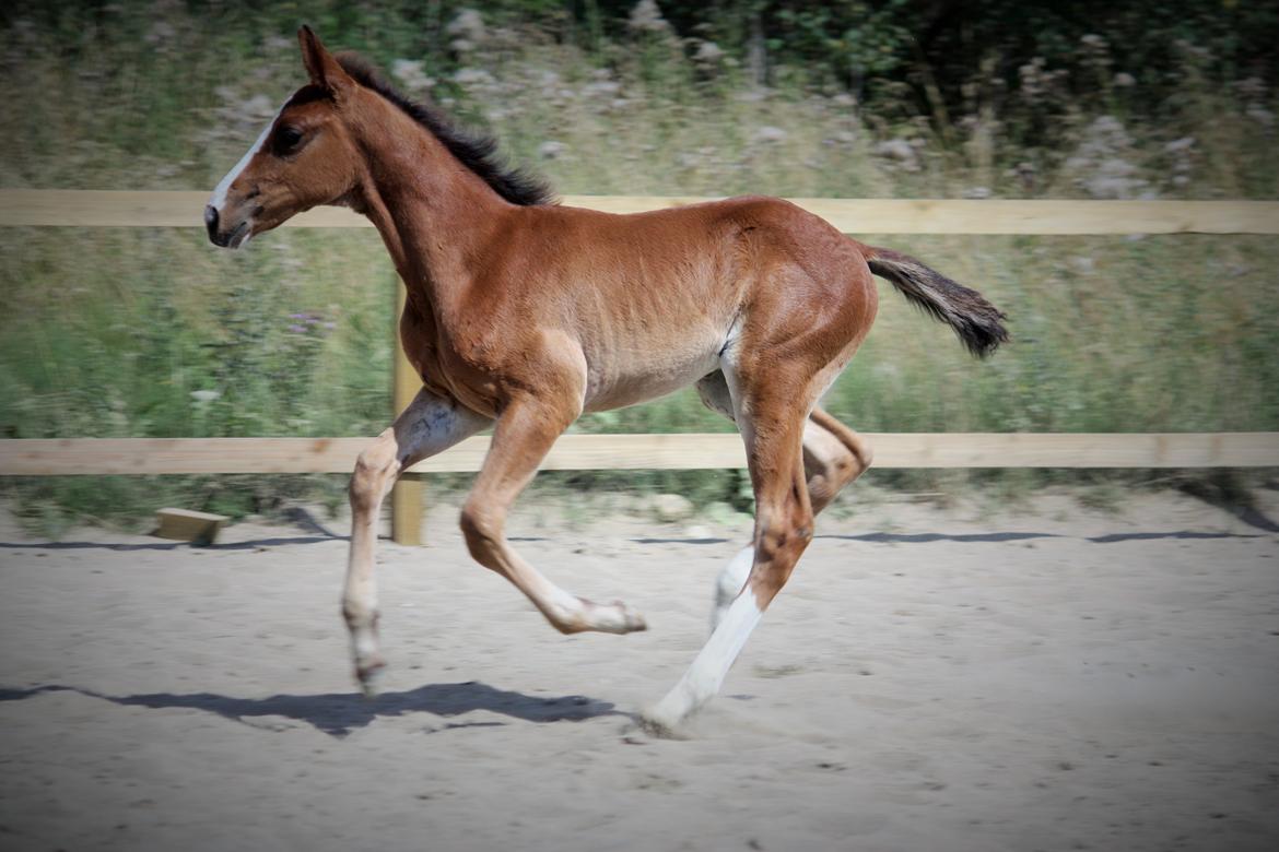 Traver Confetti Chase - 2 måneder gammel billede 12