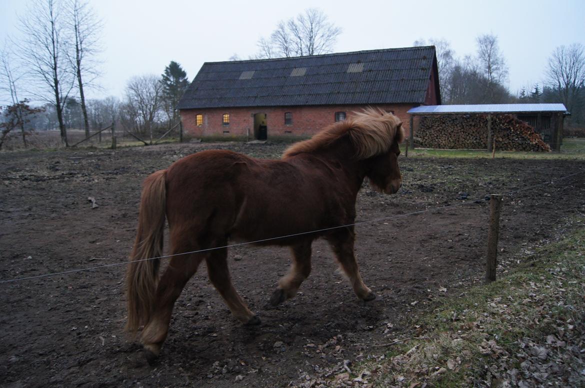 Islænder Sólfari fra Hjermind - 15. marts 2012 billede 10