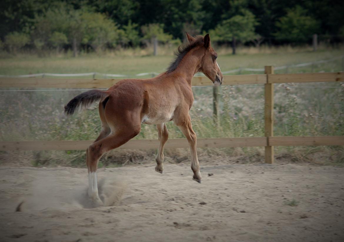 Traver Confetti Chase - 2 måneder gammel billede 8