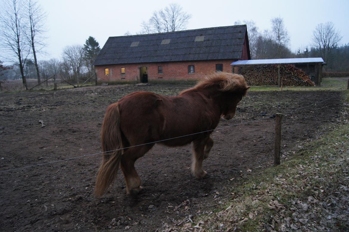 Islænder Sólfari fra Hjermind - 15. marts 2012 billede 11