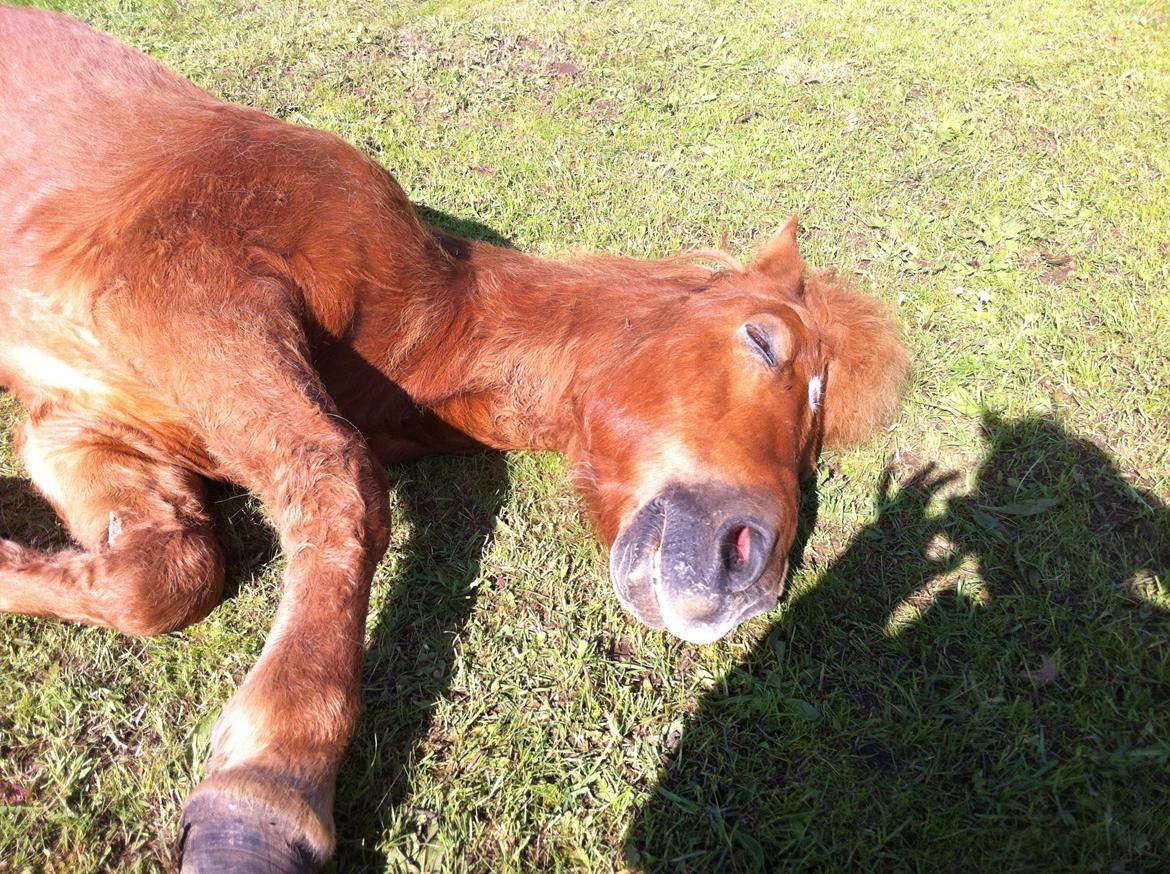 Islænder Sólfari fra Hjermind - Taget den 20. maj 2014 - Da jeg fandt ham liggende på folden, og han var blevet forfangen :(  billede 18